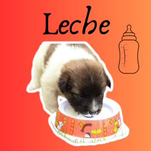 Leche